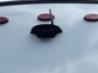 rear-camera-prep