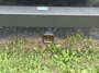 rear-hitch-rack
