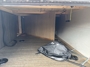 pass-through-storage