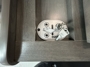 cabinet-2