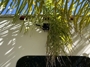 rear-camera-prep