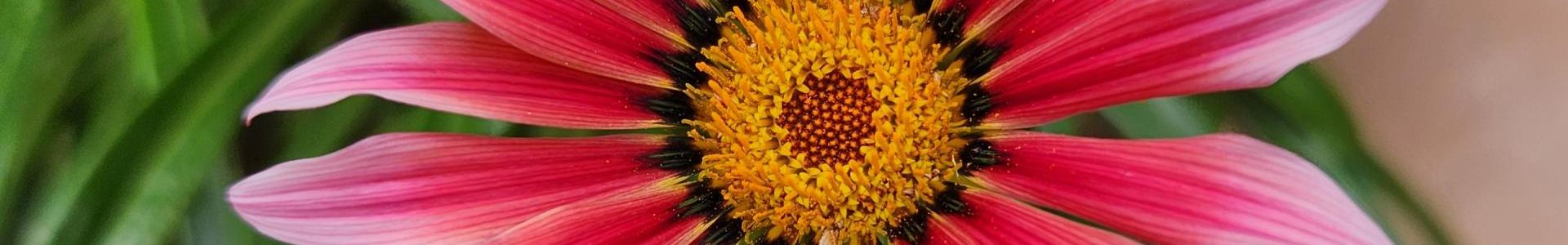 Jennifer Werner