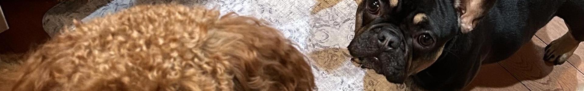 Phillip Fox