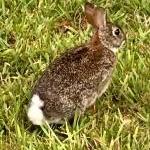 Tunis Cooper