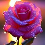 Rose Parsons
