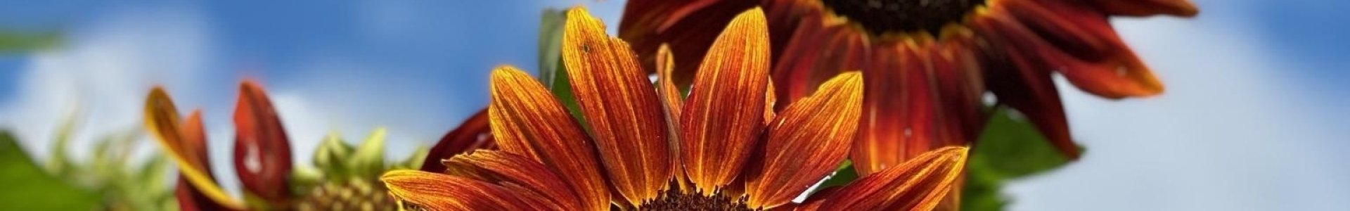 Jillian McNeill