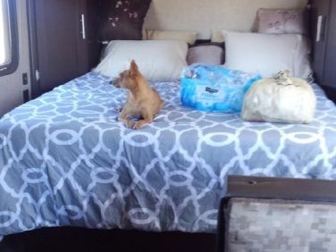 2017 Forest River Wolf pup 16FQC