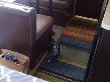 2017 Forest River Wolf pup 16FQC