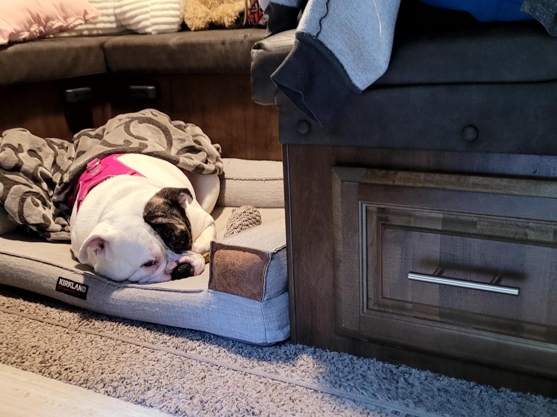 2019 FOREST RIVER FLAGSTAFF MICRO LITE 25BRDS