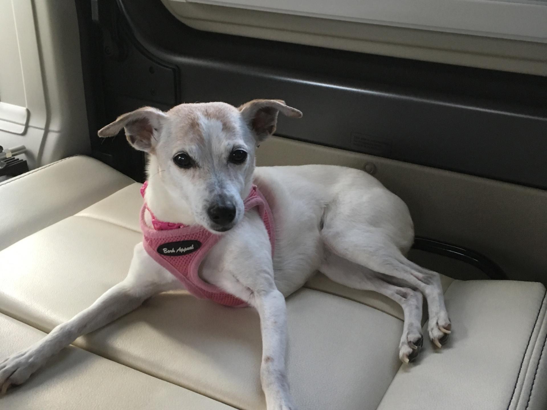 2019 WINNEBAGO TRAVATO 59G